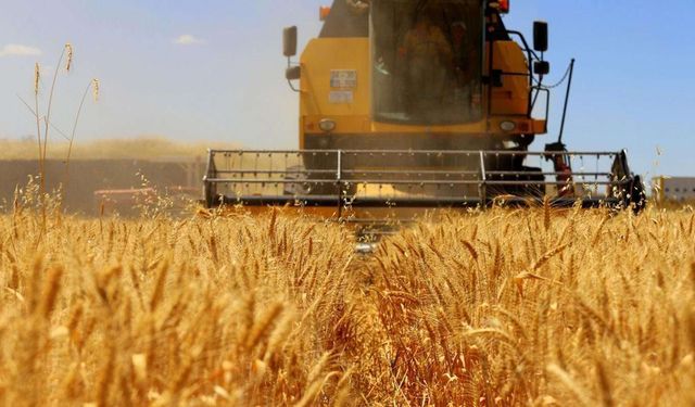 Hububat ve bakliyat ihracatı yılın ilk yarısında yüzde 4,5 arttı