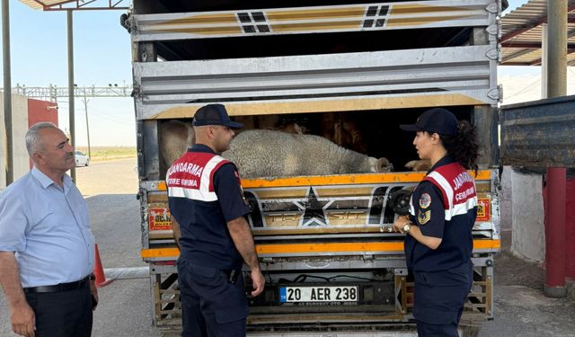 Diyarbakır'da kurbanlık denetimi