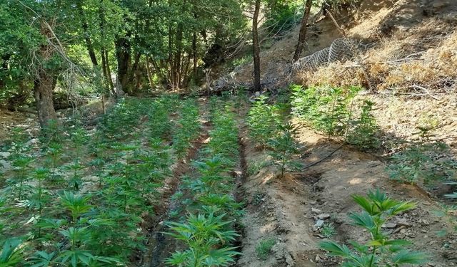 Bingöl’de 17 binden fazla kök kenevir ve skunk ele geçirildi