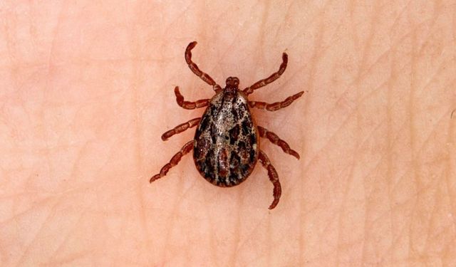 Kenede erken ve doğru müdahale, bulaş riskini azaltıyor
