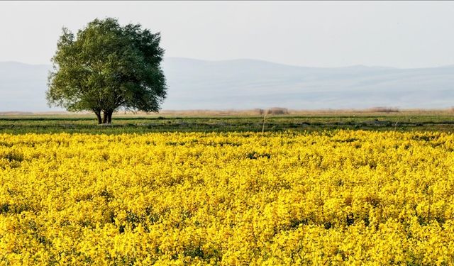 En sıcak ikinci baharın ardından yaz aylarında sıcaklık rekoru beklenmiyor