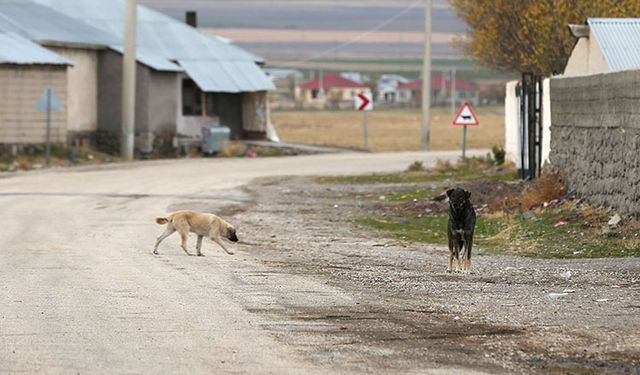 Siirt'te kuduz şüphesi üzerine bir köyde hayvan hareketleri kısıtlandı
