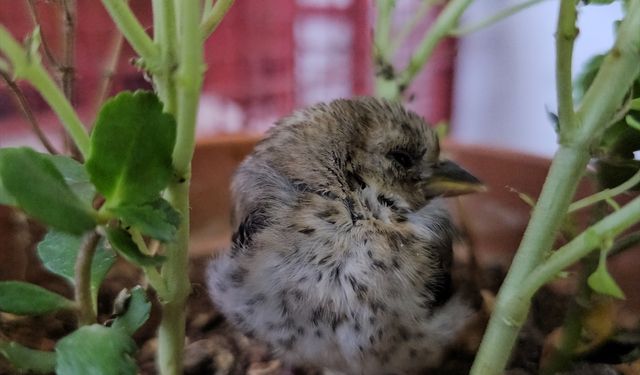 Siirt'te uçmakta zorlanan kuş koruma altına alındı