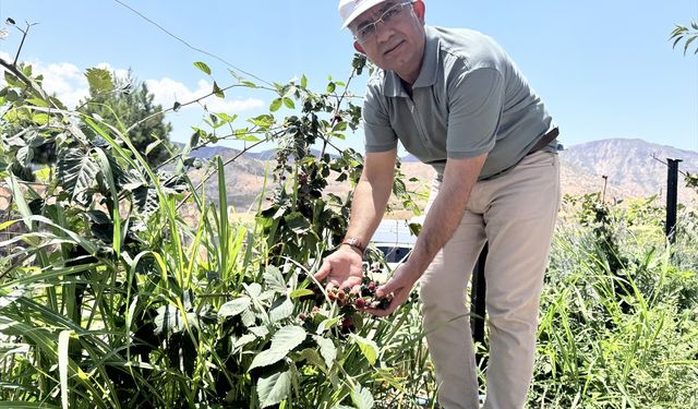 Yüksek rakımda üretilen böğürtlenler olumlu sonuç verdi