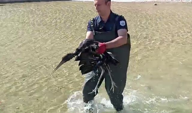 Malatya'da yaralı halde bulunan leylek koruma altına alındı