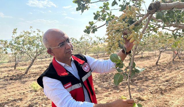 Siirt'te fıstık bahçeleri aşırı sıcaklardan etkilendi