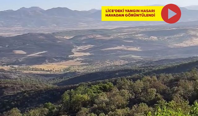 Lice'deki yangında 230 hektar alan zarar gördü