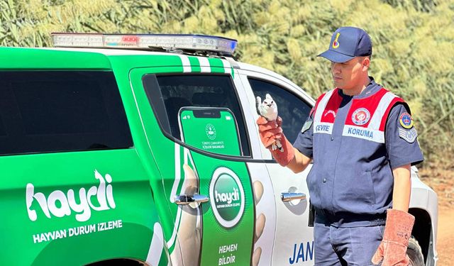 Kilis'te yaralı bulunan ak çaylak kuşu koruma altına alındı