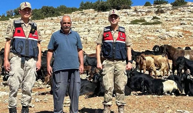 Kilis'te kaybolan küçükbaş hayvanlar bulundu