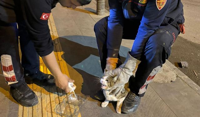Kilis'te ağaçta mahsur kalan kedi kurtarıldı