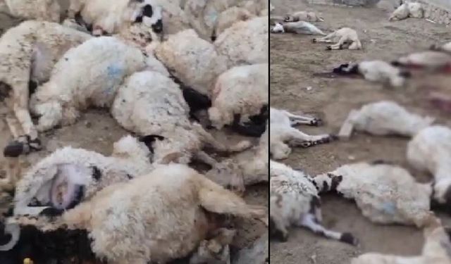 334 koyun uçurumdan atlayarak telef oldu