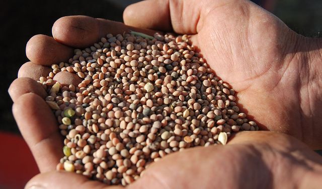 Şanlıurfa'da mercimek hasadı başladı