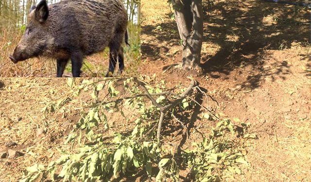 Bingöl’de domuzlar bahçelere dadandı