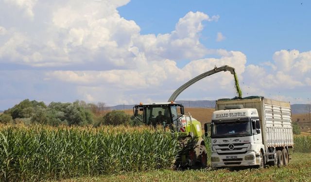 Bingöl’de silajlık mısır hasadı başladı