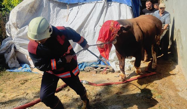 Büyükbaş hayvanların bulunduğu ahırda yangın