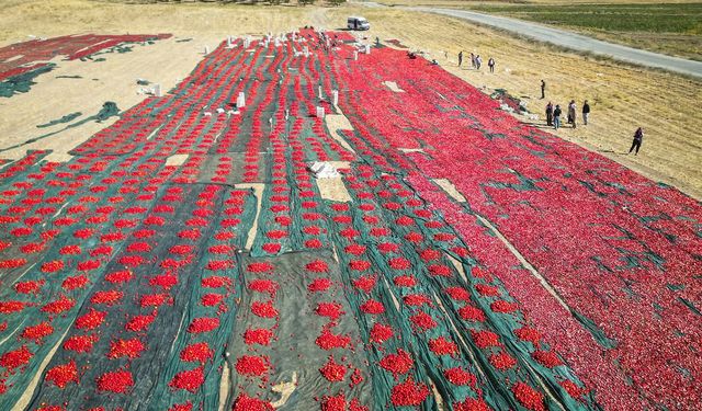 Malatya'da kurutmalık domates üretimi yüz güldürüyor