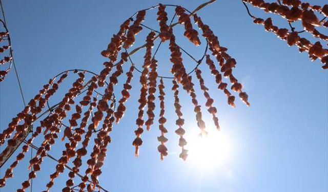 Kış aylarının vazgeçilmezi: Cevizli sucuk yapımı başladı