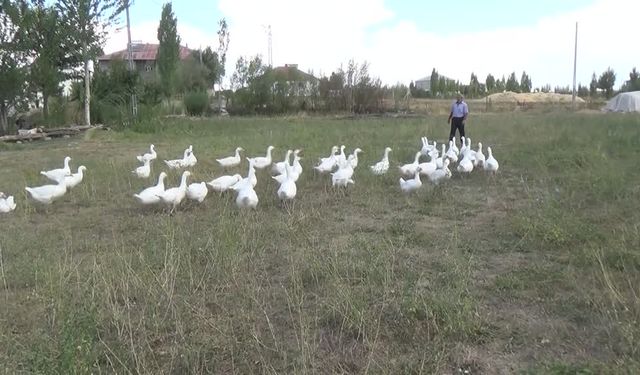 Muş'ta yetiştiricilere 2 bin kaz yavrusu dağıtıldı