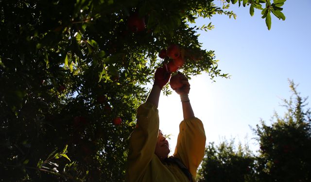 Adıyaman'da 19 bin 250 dekar alanda yetiştirilen narın hasadına başlandı