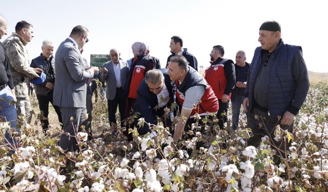 Diyarbakır'da pamuk hasadı başladı