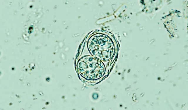 Beyindeki ‘sessiz parazit’e karşı umut verici keşif: Kapatma düğmesi bulundu