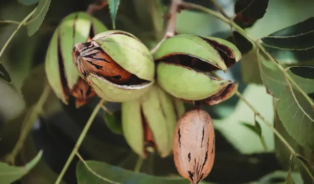Bitlis'te ceviz hasadı heyecanına Vali de katıldı