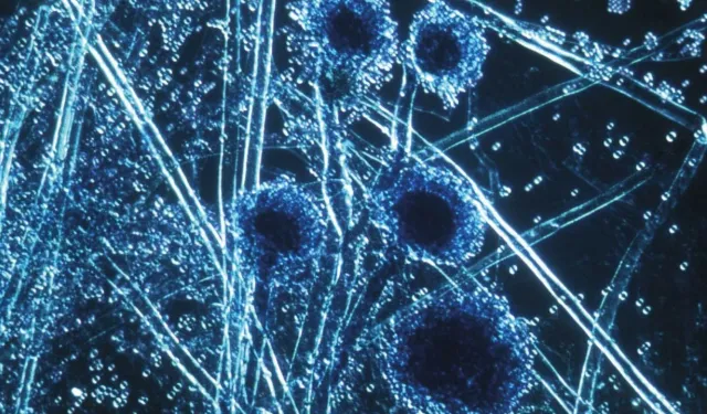 Canlı mantarlardan bandaj yapıldı: Tıpta çığır açabilir