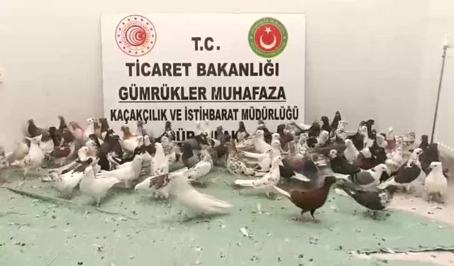 Gürbulak Gümrük Kapısı'nda "cancan" cinsi 85 güvercine el konuldu