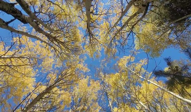 Kars’ta sonbaharın renk cümbüşü başladı