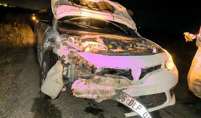 Diyarbakır'da yaban domuzları trafiği tehdit ediyor