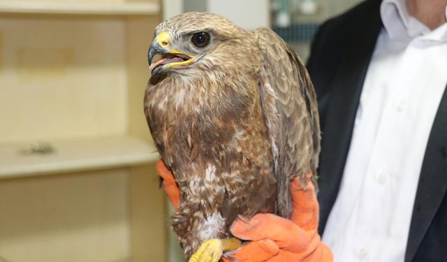 Kilis'in Elbeyli ilçesinde bulundu: Tedavi altına alındı