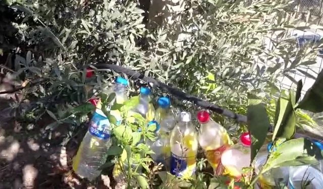 Lise öğrencilerinden doğal tuzak projesi