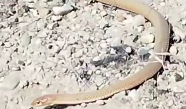 Malatya'da kırmızı yılan görüntülendi
