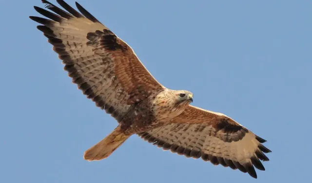 Şahin avına 1 milyon 146 bin ceza