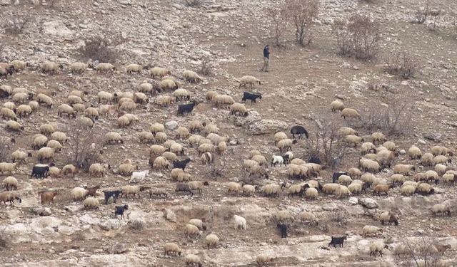 Şırnak’ta tartıştığı çobanı av tüfeğiyle vurdu