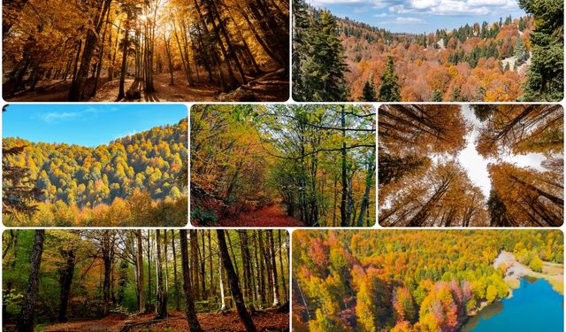 Sonbaharın gelişiyle birlikte ormanlarda kartpostallık manzaralar