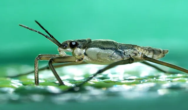 Su böceklerinden ilham alan mini robotlar geliştirildi