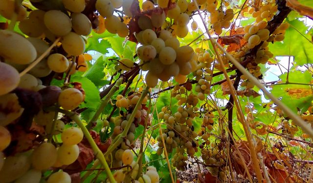 Diyarbakır'da 12 farklı üzümün hasadı yapılıyor