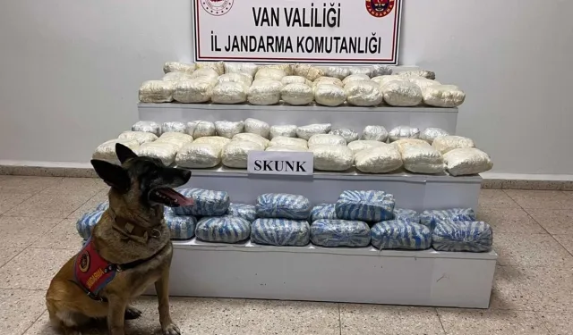 Van'da 47 kilogram skunk ele geçirildi