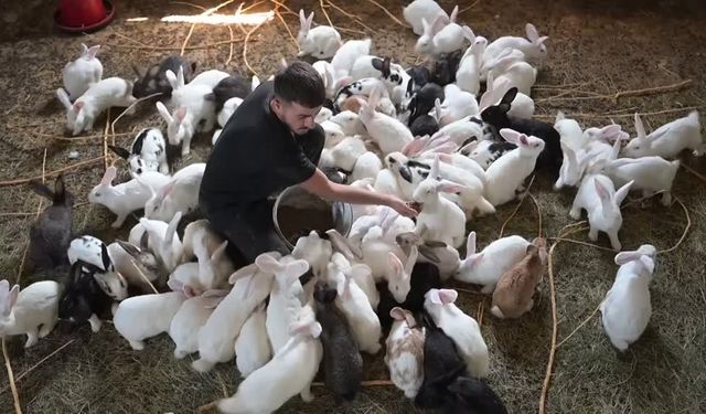 Vanlı gencin başarısı: Yeni Zelanda ırkı tavşan yetiştiriyor