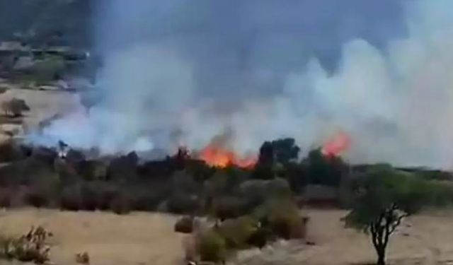 Diyarbakır'da çıkan yangında çok sayıda ağaç zarar gördü