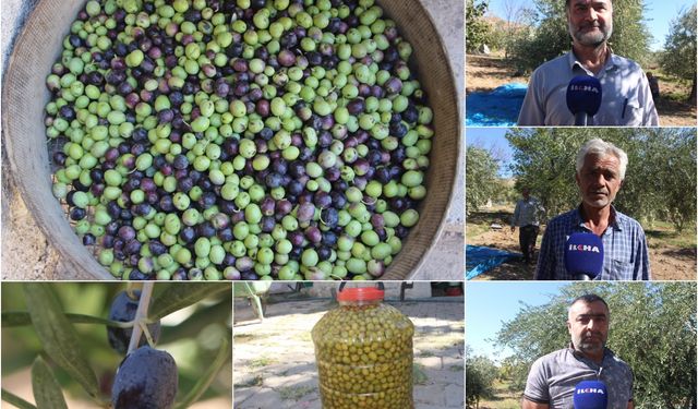 Zeytin hasadı başladı: Kuraklık, rekolteyi vurdu