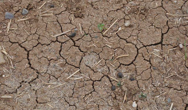 Ziraat Odası'ndan kuraklık uyarısı: Ciddi yağış olmazsa tarımsal üretim olumsuz etkilenecek