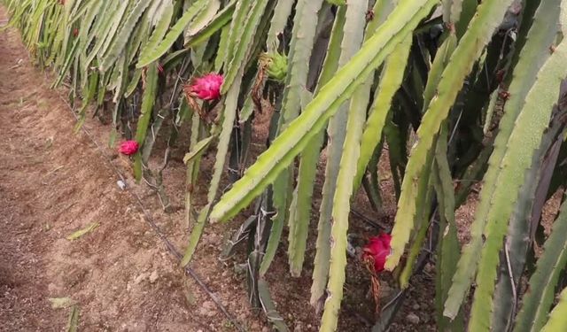 Adana’da sorun arılarla çözüldü: Tropikal bal üretimine başlandı