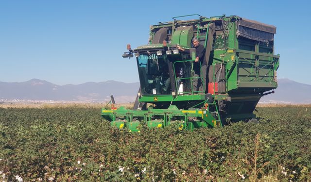 Gaziantep'te pamuk hasadı başladı
