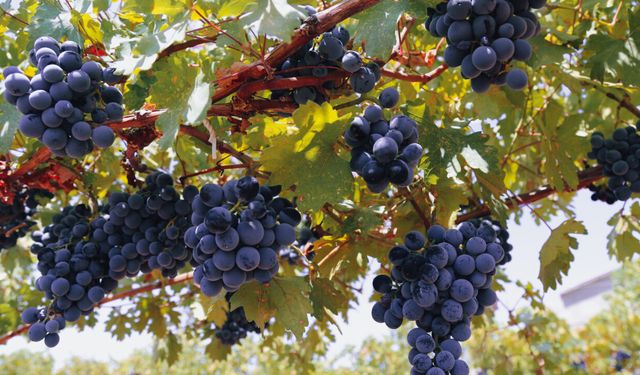 Diyarbakır'da bağcılığa büyük destek: Yüzde 50 hibe verilecek