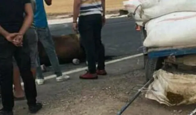 Batman Valiliği kamyonetin arkasında sürüklenen at ile ilgili açıklamada bulundu