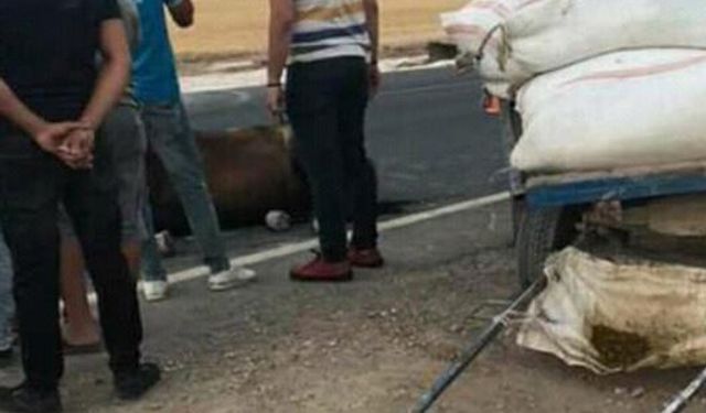 Batman'da akıl almaz olay! Kamyonetin arkasına bağlanan atı dakikalarca sürükledi