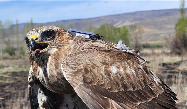 Bozkır şahini 2 buçuk yılda 28 ülke ve 103 bin kilometre uçtu
