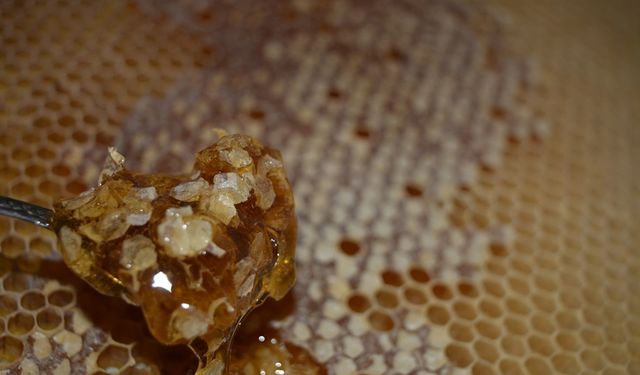 Bu yıl bal verimi düştü, kalite arttı